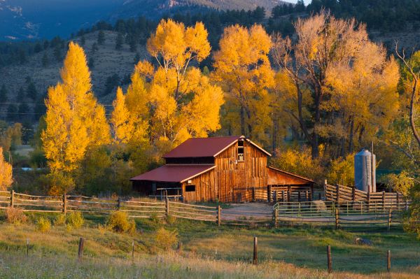 A barn stands in a field in front of some tall trees with leaves that have turned golden in the fall.